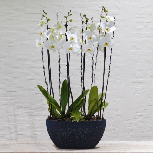 Elegant Orchid (الاوركيد الانيق)