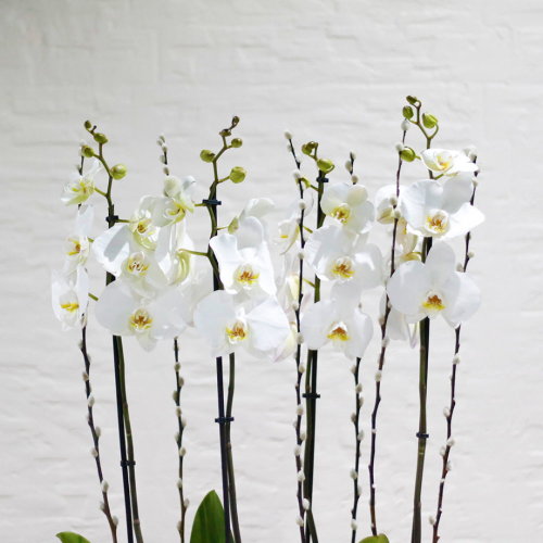 Elegant Orchid (الاوركيد الانيق)