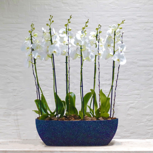 Elegant Orchid M (الاوركيد الانيق م)