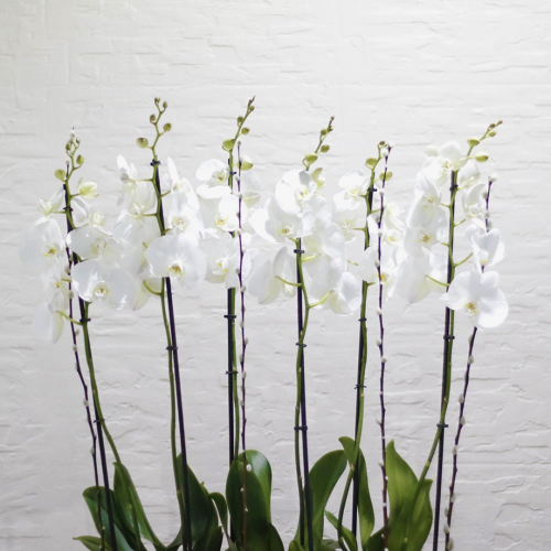 Elegant Orchid M (الاوركيد الانيق م)