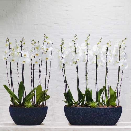 Elegant Orchid Combo (مجموعة اوركيد انيقة)