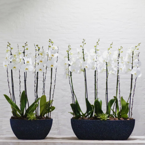 Elegant Orchid Combo (مجموعة اوركيد انيقة)