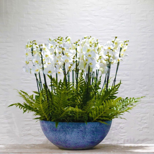 Pretty Orchid Plants (نباتات الأوركيد الجميلة)