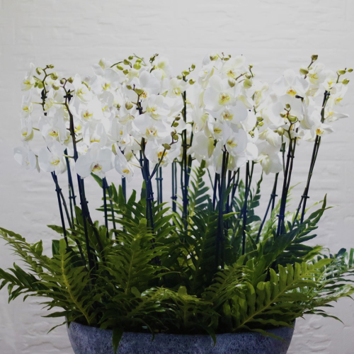 Pretty Orchid Plants (نباتات الأوركيد الجميلة)