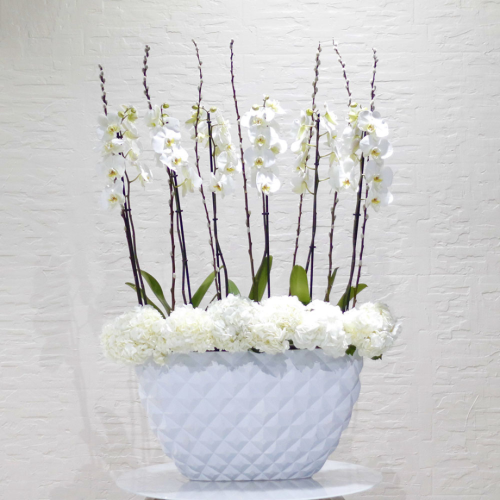 White orchids shaku (بساتين الفاكهة البيضاء شاكو)