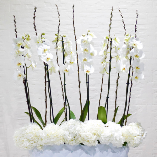 White orchids shaku (بساتين الفاكهة البيضاء شاكو)