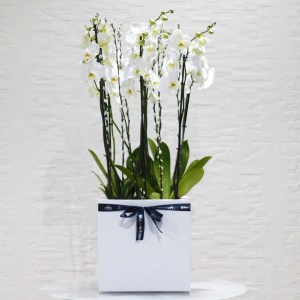 White square orchids (بساتين الفاكهة المربعة البيضاء)