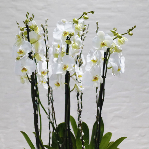 White square orchids (بساتين الفاكهة المربعة البيضاء)