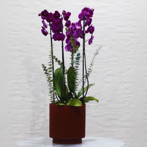 Royal orchids (بساتين الفاكهة الملكية)