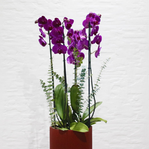 Royal orchids (بساتين الفاكهة الملكية)