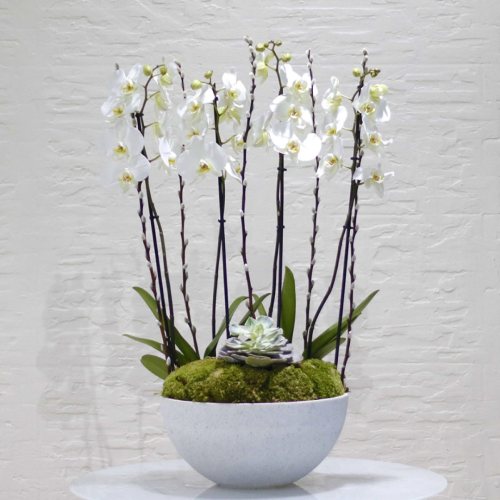 Happy white orchids  2 (بساتين الفاكهة البيضاء السعيدة 2)