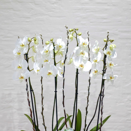 Happy white orchids  2 (بساتين الفاكهة البيضاء السعيدة 2)