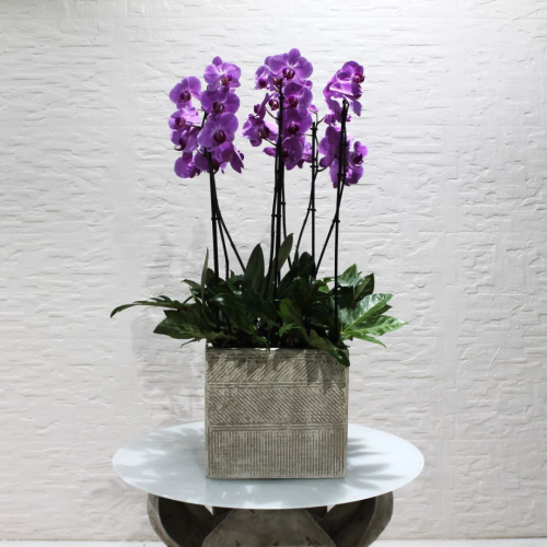 Purple orchids square (ساحة الأوركيد الأرجوانية)