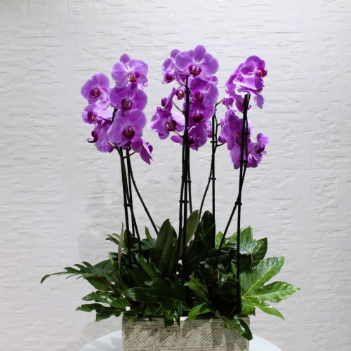 Purple orchids square (ساحة الأوركيد الأرجوانية)