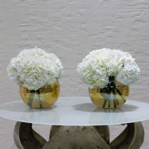 Hydrangea twins (توأم الكوبية)