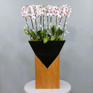 Supreme Red lips orchids (بساتين الفاكهة الحمراء العليا)