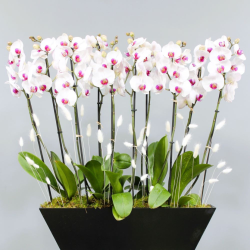 Supreme Red lips orchids (بساتين الفاكهة الحمراء العليا)