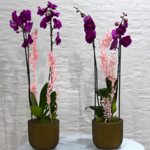 Twin purple orchids (التوأم بساتين الفاكهة الأرجواني)