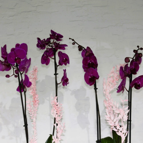 Twin purple orchids (التوأم بساتين الفاكهة الأرجواني)