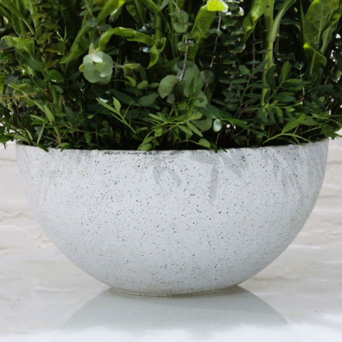 Beautiful Mathiola arrangement (ترتيب ماثيولا الجميل)