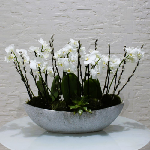 Mini orchids Boat (قارب الأوركيد الصغير)