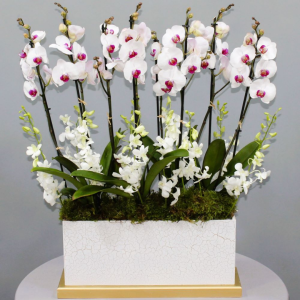 Phalaenopsis red lips orchids (فالاينوبسيس أحمر الشفاه بساتين الفاكهة)