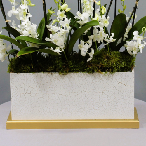 Phalaenopsis red lips orchids (فالاينوبسيس أحمر الشفاه بساتين الفاكهة)