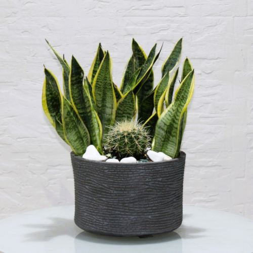 Refreshing sanseveria superba (سانسيفيريا سوبيربا المنعشة)