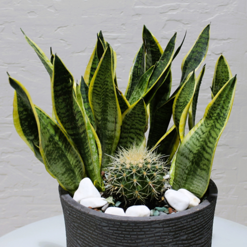 Refreshing sanseveria superba (سانسيفيريا سوبيربا المنعشة)