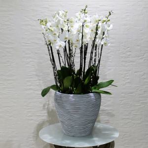 SF White orchids (س ف  بساتين الفاكهة البيضاء)