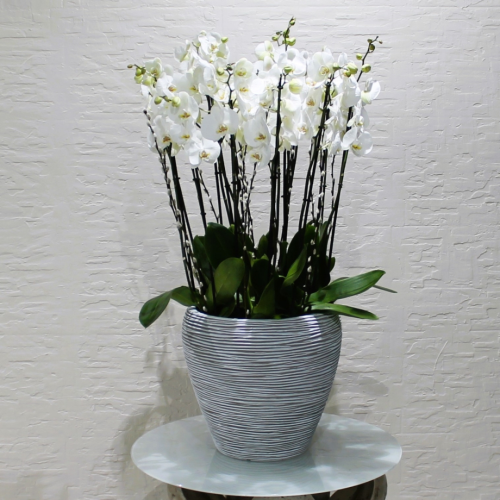 SF White orchids (س ف  بساتين الفاكهة البيضاء)