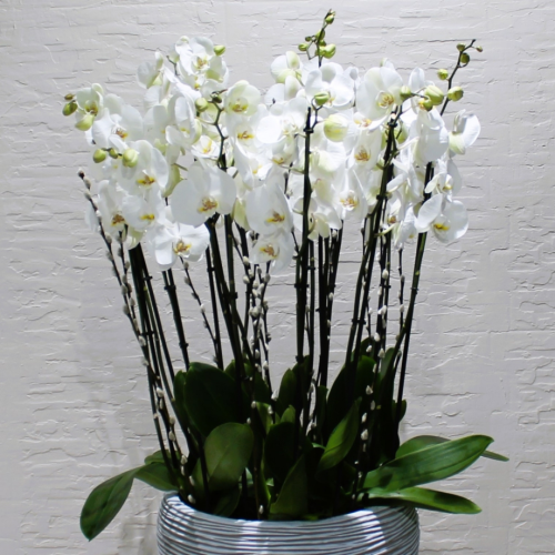 SF White orchids (س ف  بساتين الفاكهة البيضاء)