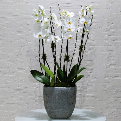 Sweet white orchids (بساتين الفاكهة البيضاء الحلوة)
