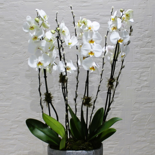 Sweet white orchids (بساتين الفاكهة البيضاء الحلوة)