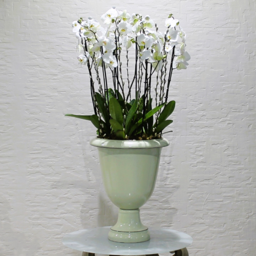 Premium Orchid white (الأوركيد الأبيض الفاخر)