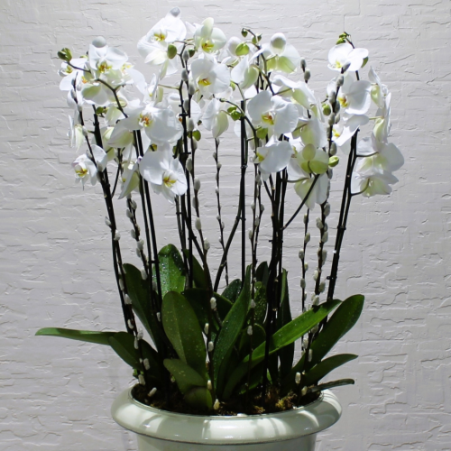 Premium Orchid white (الأوركيد الأبيض الفاخر)