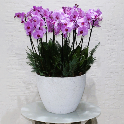 Pink orchids 2 (الأوركيد الوردية 2)