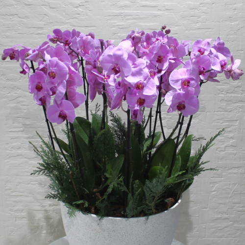 Pink orchids 2 (الأوركيد الوردية 2)