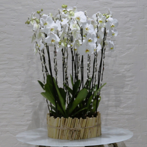 Bamboo vase orchids (مزهرية من زهور الأوركيد من الخيزران)