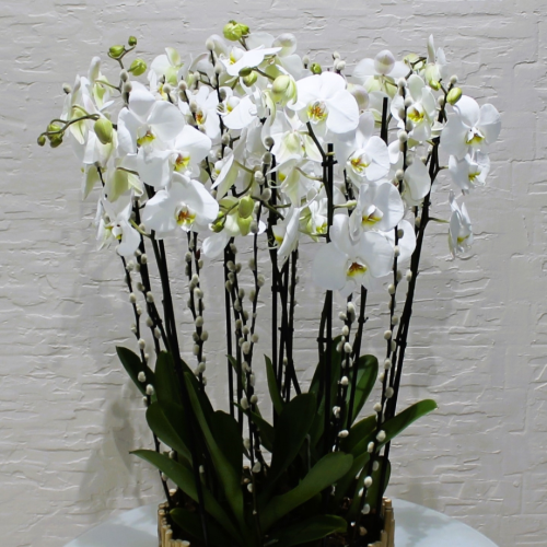 Bamboo vase orchids (مزهرية من زهور الأوركيد من الخيزران)