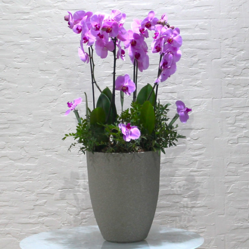 Butterfly orchids (بساتين الفاكهة الفراشة)