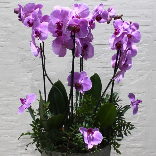 Butterfly orchids (بساتين الفاكهة الفراشة)