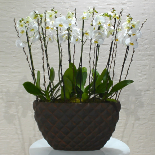 Classic white orchids (بساتين الفاكهة البيضاء الكلاسيكية)