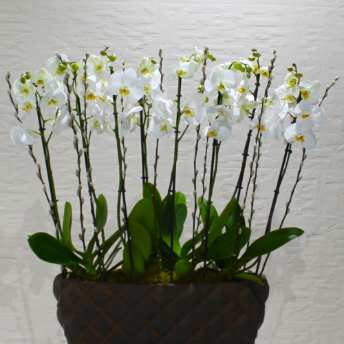 Classic white orchids (بساتين الفاكهة البيضاء الكلاسيكية)