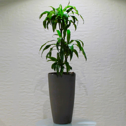 Dracena plant (نبات دراسينا)