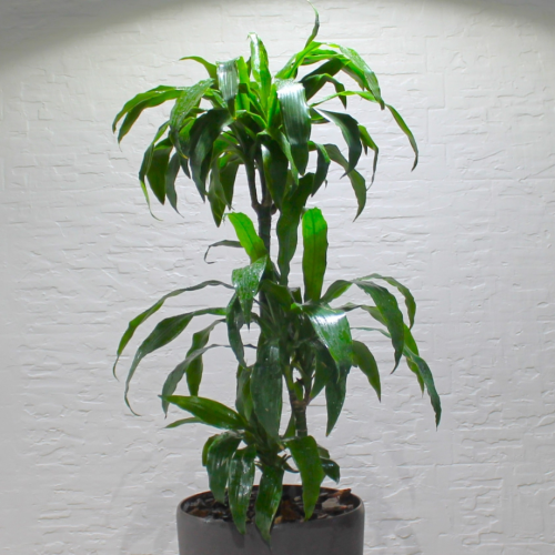 Dracena plant (نبات دراسينا)