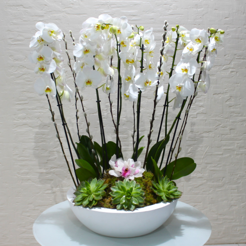 Orchids succulents (العصارة الأوركيد)