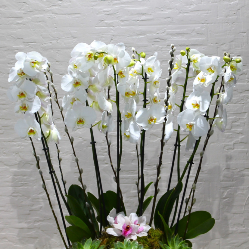 Orchids succulents (العصارة الأوركيد)