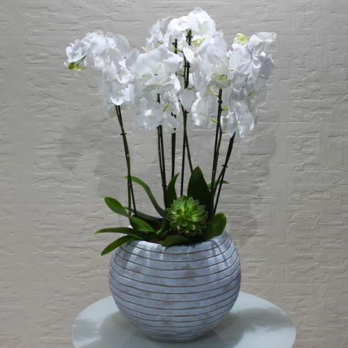 Orchids round (بساتين الفاكهة مستديرة)