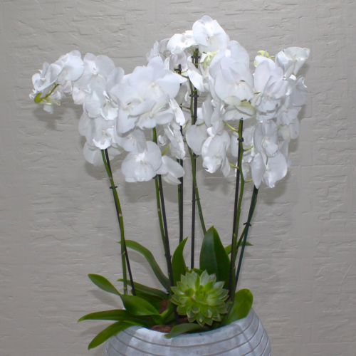 Orchids round (بساتين الفاكهة مستديرة)